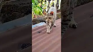 cat ghar ke upper se jate hua || cat give the smile channel.....