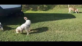 Milo, Kira, Tommy, Max,Chai,Kayla,Otilio,Lucky, Flor ,Faro,Frida ,Carlota,Bonita, Oslo