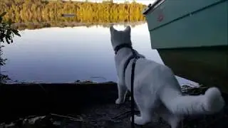 Partir en vacances avec ses chats