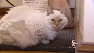 Cape Cod Wild: CASAS Cats