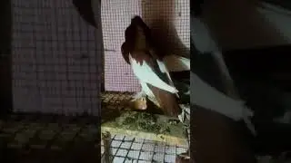New pegone / paudar #short video🕊🐦🕊🐦