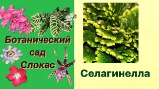 Селагинелла. Уход. Пересадка селагинеллы.