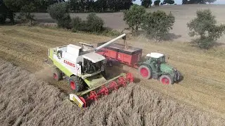 Moisson bl&eacute; 2023 Claas Lexion 450, Fendt 818, Sodimac Orca 162; GAEC Morin, Drone