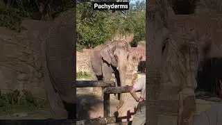 Elephants at BG #animals #animalshorts #animalshort #elephant #elephants #BuschGardens