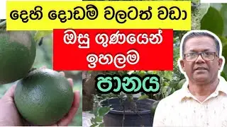 මෙතරම් ගුණයි කියලා දැන සිටියාද? Amazing benefits of Ebul Dodam | Ceylon Agri | Episode 166