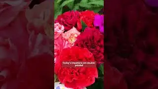 Double Flower Impatiens Seeds Olden flowers #impatiens #naillove #flowergarden #growyourown #gardeni