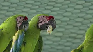 Enrichment in the Aviaries - Preparing Birds for a Life in the Wild