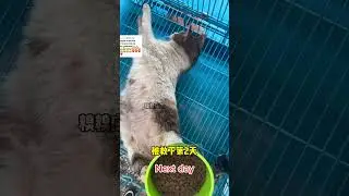240 Hours After Rescue
