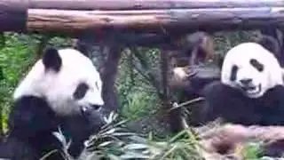 Hungry panda