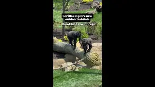 James & Elizabeth Bramsen Tropical Forests is now open at Brookfield Zoo Chicago!