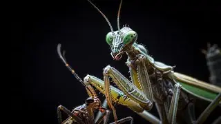 The Perfect Kill | Insect Predators in High Macro | Beneath the Surface