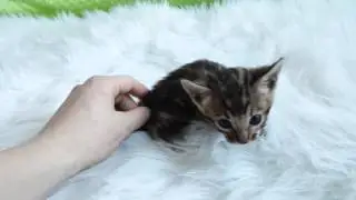 Bengal Kitten