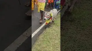 #jallikattu
