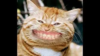 Chat mignon et dr&ocirc;le(essayez de ne pas rire 😂😂😂)