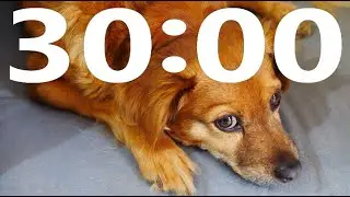 ⭐⭐⭐30 Minute Puppy Dog Countdown Study Timer ⭐⭐⭐