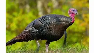 Turkey birds Sound early in Morning | Turkey Bird call | Animals and Birds Globe 