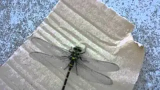 Lib&eacute;lula tigre Onychogomphus forcipatus