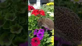 🦔 Adorable Hedgehog Surrounded by Beautiful Flowers 🌸🌼 | SyntrackAI