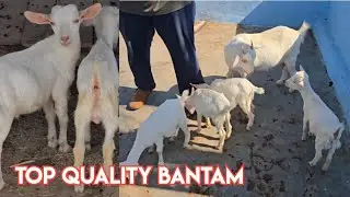 Top Quality Bantam goat kids available in Hyderabad malakpet racecourse | Lilliput bantam Goats