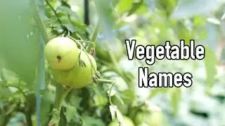 Vegetable Names in Korean
