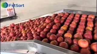Tomatoes grading and packing machine; tomatoes sorting line; fruits packing line