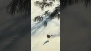 #editing #nature #adventuregamemusic #birds # home filming #movies # shortcuts