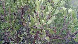 Spotlight on Shrubs: Mexican/Pointleaf Manzanita (Arctostaphylos pungens)-12/4/21- San Bernardino NF