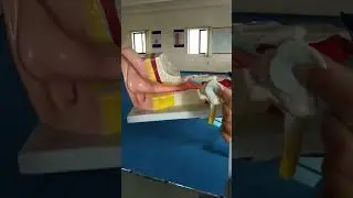 ear anatomy Urdu Hindi college life medicose