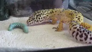 Leopard Gecko eating hornworm