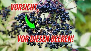 Was du &uuml;ber Holunderbeeren wissen MUSST, bevor du sie isst!
