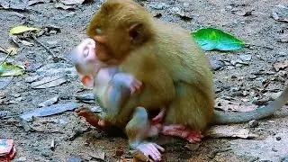 Documentary, Rainbow Run Very Fast While Her Young Bro Call Helping it , Look Adorable Baby Monkey