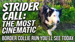 Adventures of Strider the border collie