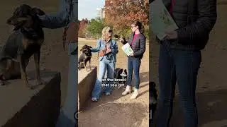 Что бы вы хотели знать до того, как завести собаку?
