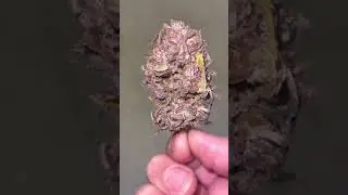 BLACKBERRY KUSH TOP NUG