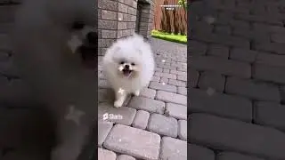 AWW! So Cute! So Cutest Animal Dog Jarmani Safari Dog #DOGS  #Short#shorts #cute#trending#viral #aww