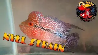 nyll strain flowerhorn | my first flowerhorn | kzz flowerhorn