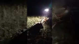no daylight, no worries #feedtheworld #tractor #farmer #farming #harvest #2023