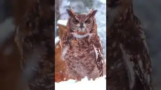 Animals reacting to snow is the best thing you'll watch all day #shorts #shortsbts #youtubeshorts