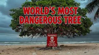 The World's Most Dangerous Tree: Manchineel (Hippomane mancinella)