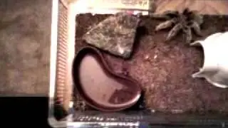 An ideal tarantula habitat