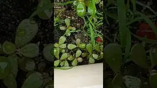 purslane the superfood : natural medicine ||  #🌱 #medicinalplants #plantslover #homegrown