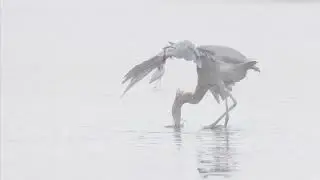 Reddish Egret at Matanzas Inlet