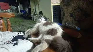 Overlay kucing bernafas 