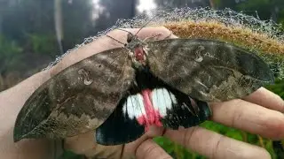 SERANGGA NGENGAT. (phyllodes consobrina)
