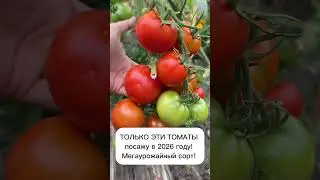 Только эти томаты посажу в 2026 году! Мегаурожайный сорт #огород #томаты