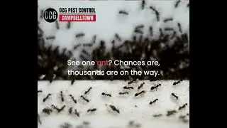 One ant might not bother you&hellip; but where there&rsquo;s one, there&rsquo;s usually thousands more