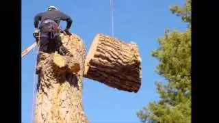 Honolulu Tree Service | Top Rated Local Tree Service