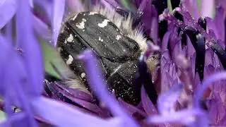 Der Rosenk&auml;fer, der Trauer-Rosenk&auml;fer, der Gemeine Bienenk&auml;fer und die Grauschwarze D&uuml;stersandbiene
