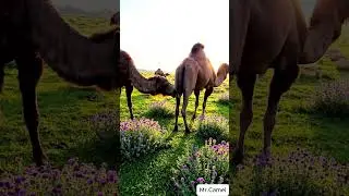 Camel mating and breeding scene 18