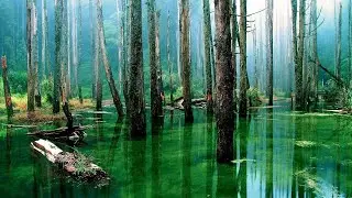 Bintan Island: ANMON & Mangrove Pontoon Day Tour | Indonesia